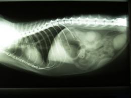 Röntgenbild Katze