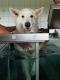 Kr�ger im Unterwasserlaufband