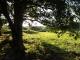 Blick aus dem W�ldchen