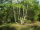 Lichter Birkenwald