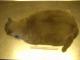 Adipositas Katze