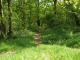 Pfad durch Fr�hlingswald